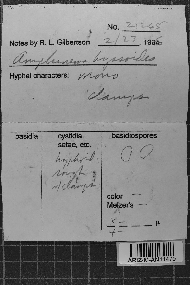 Amphinema byssoides image