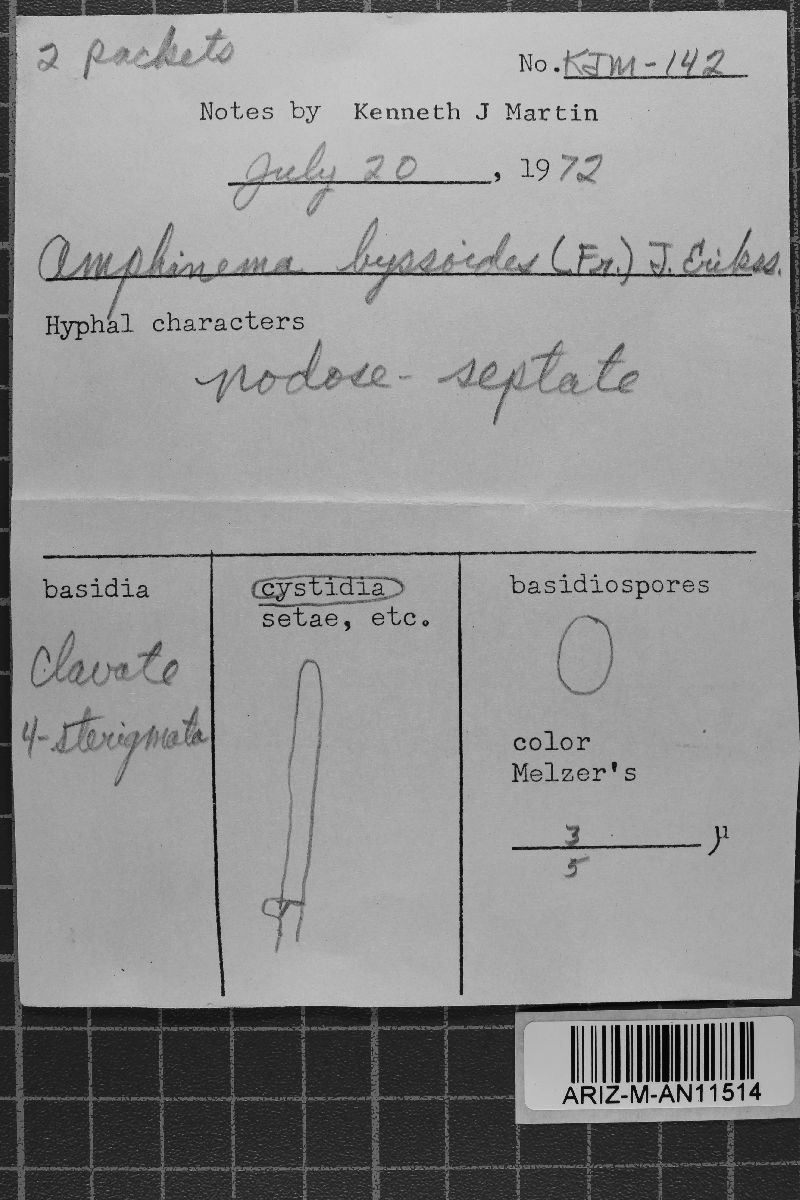 Amphinema byssoides image