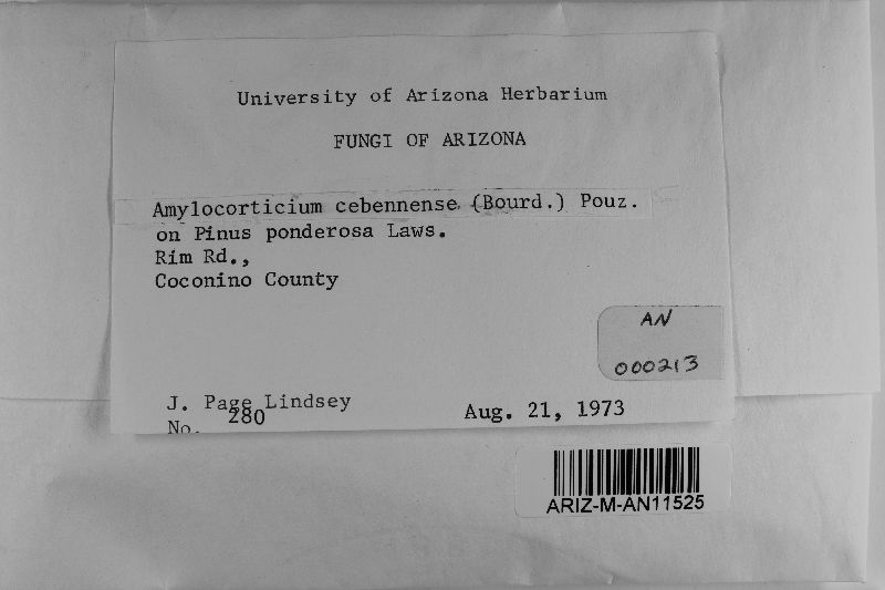 Amylocorticium cebennense image