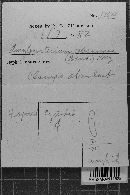 Amylocorticium cebennense image