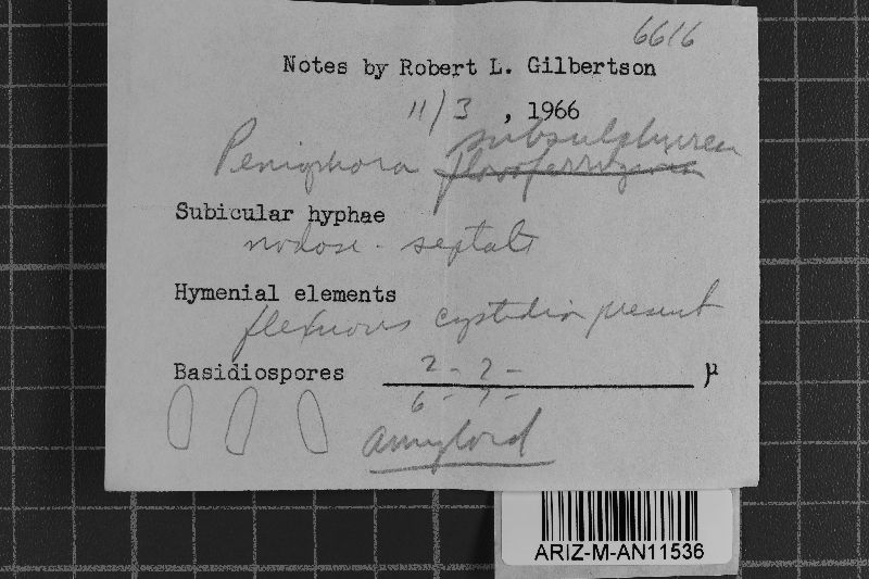 Amylocorticium subsulphureum image