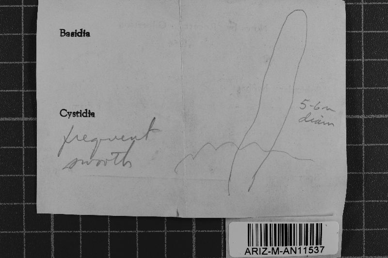 Amylocorticium subsulphureum image