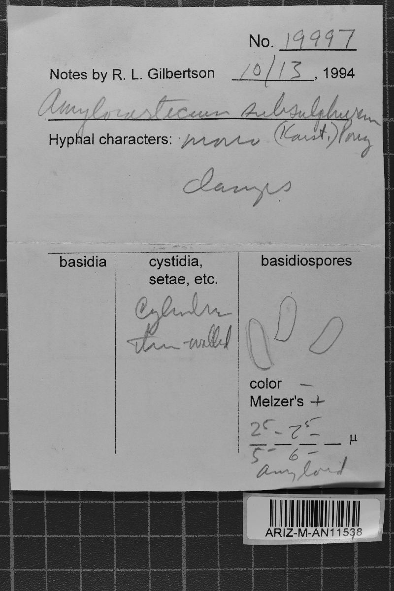 Amylocorticium subsulphureum image