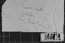 Amylocorticium subsulphureum image