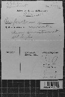 Amylocorticium subsulphureum image