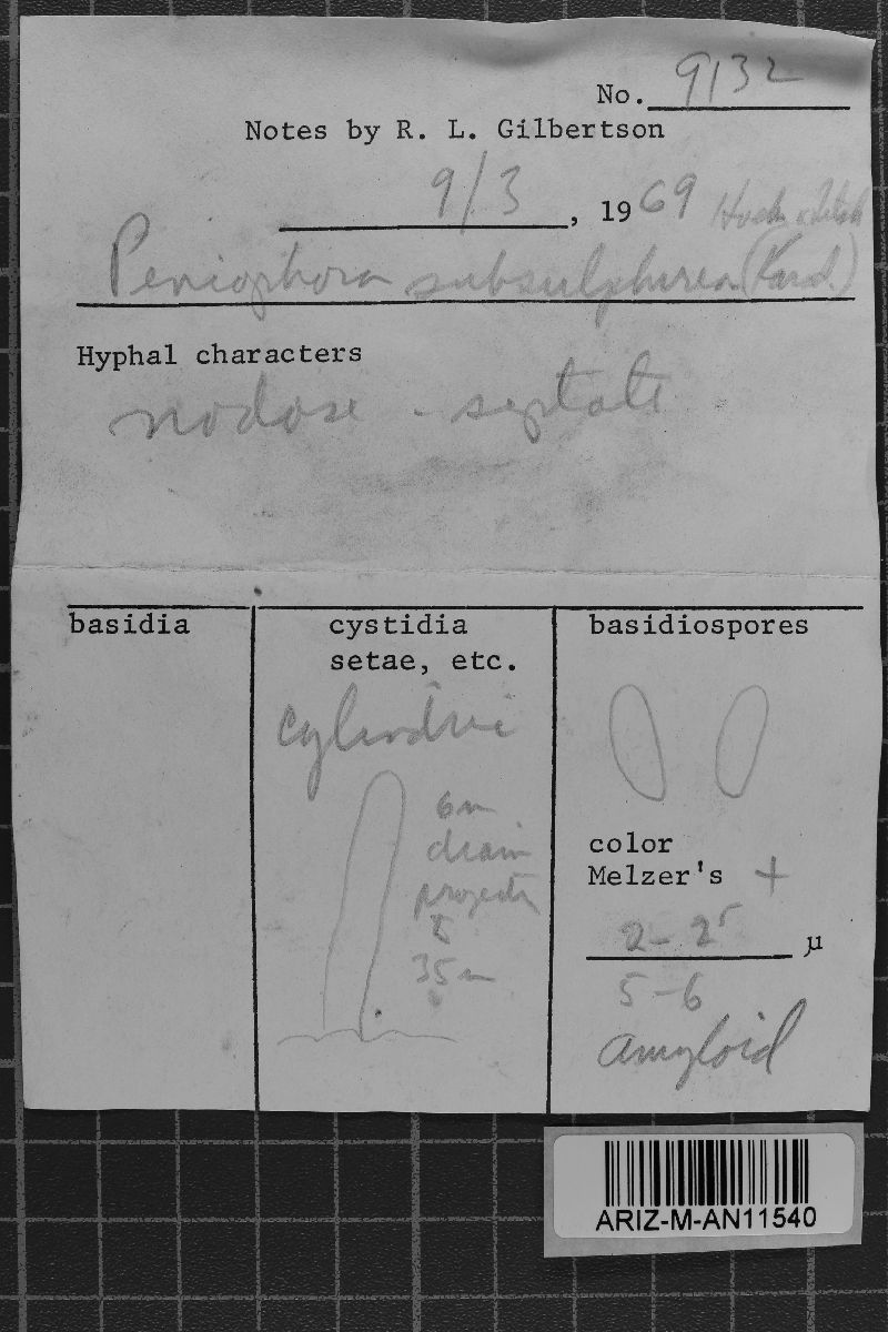 Amylocorticium subsulphureum image