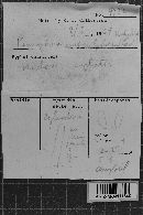 Amylocorticium subsulphureum image