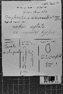 Amylocorticium subincarnatum image