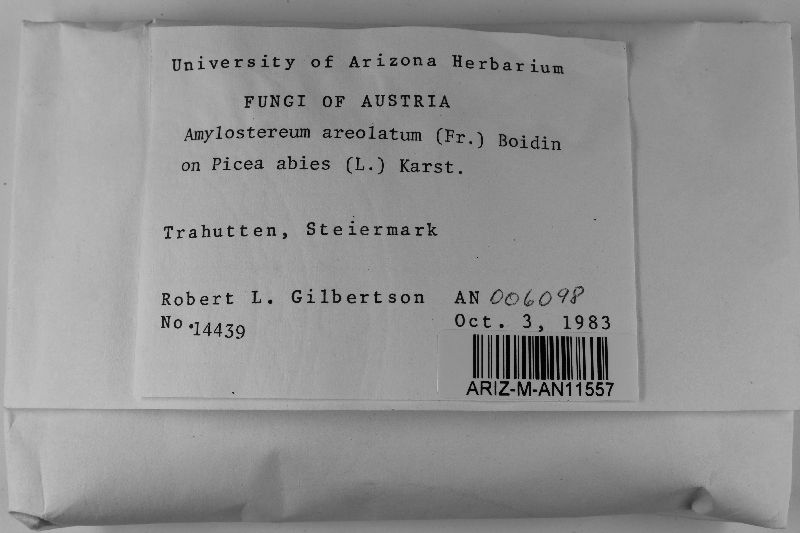 Amylostereum areolatum image