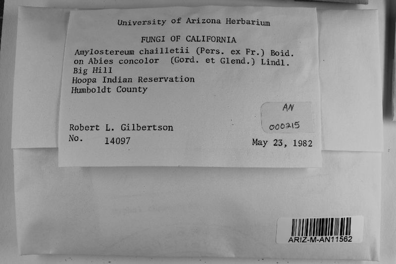 Amylostereum chailletii image