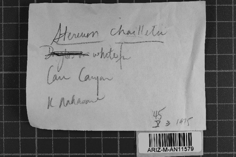Amylostereum chailletii image
