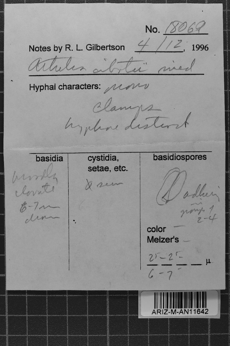 Athelia cibotii image