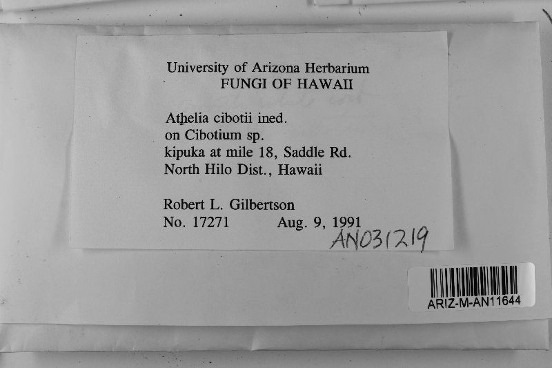 Athelia cibotii image