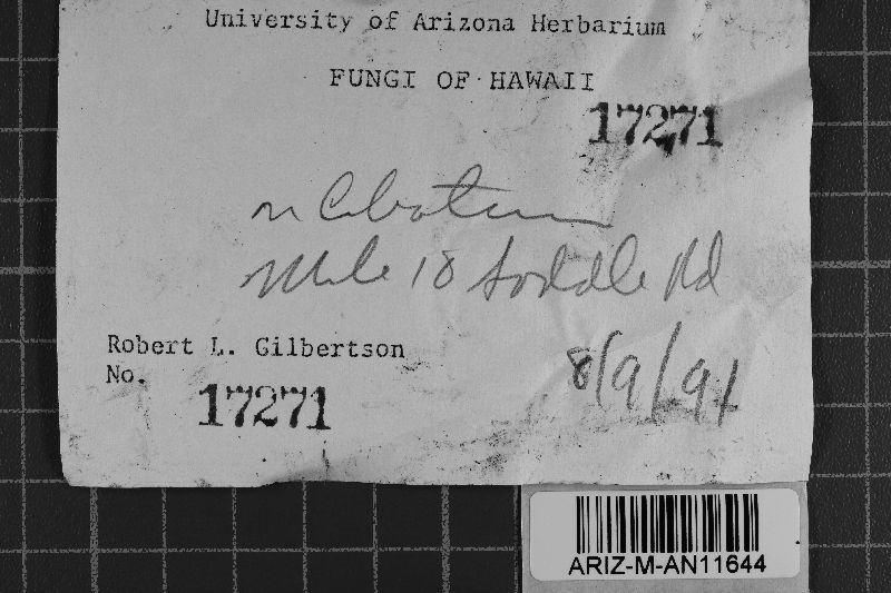 Athelia cibotii image