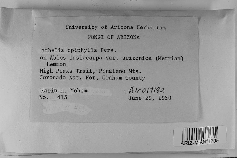 Athelia epiphylla image