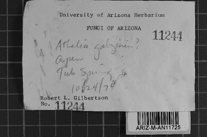 Athelia fibulata image