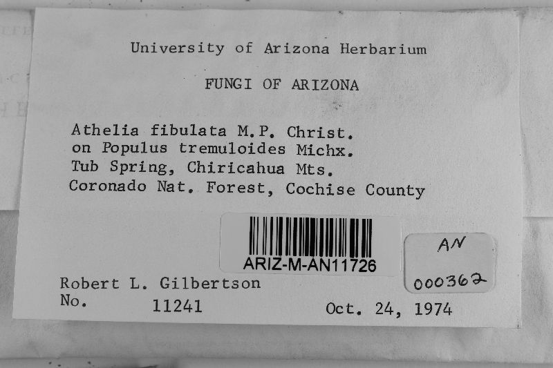 Athelia fibulata image