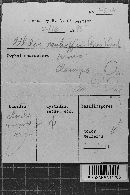 Athelia neuhoffii image