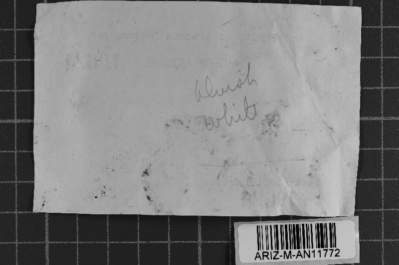 Athelia scutellaris image
