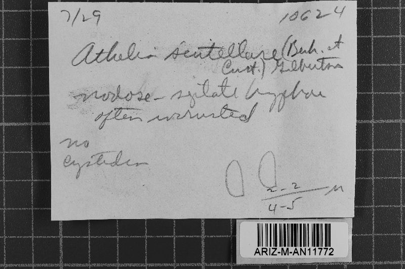 Athelia scutellaris image