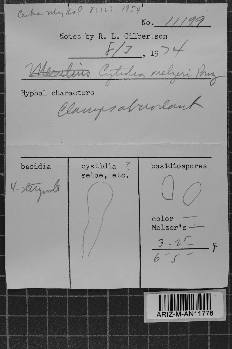 Auriculariopsis albomellea image