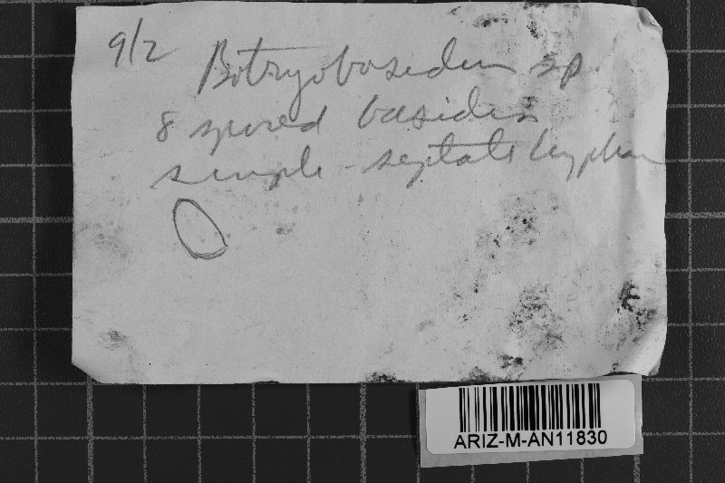 Botryobasidiaceae image