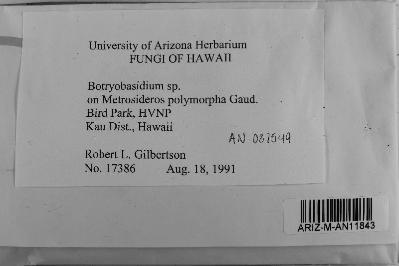 Botryobasidiaceae image