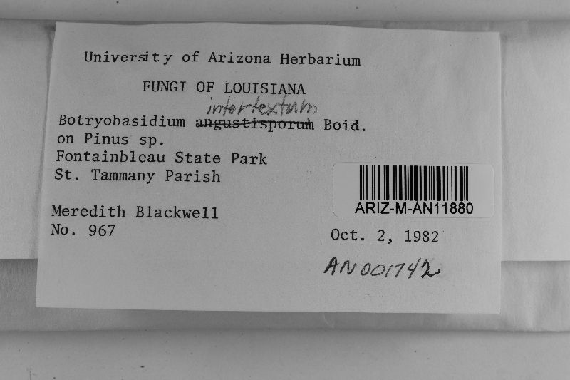 Botryobasidium intertextum image