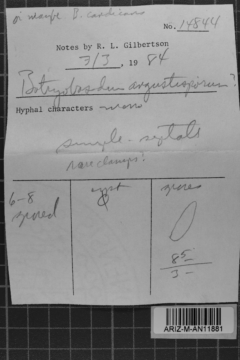 Botryobasidium intertextum image