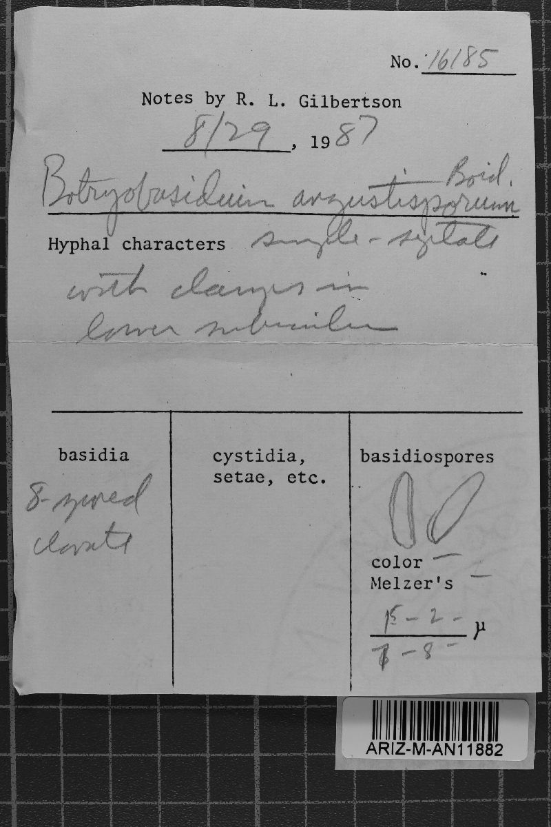 Botryobasidium intertextum image