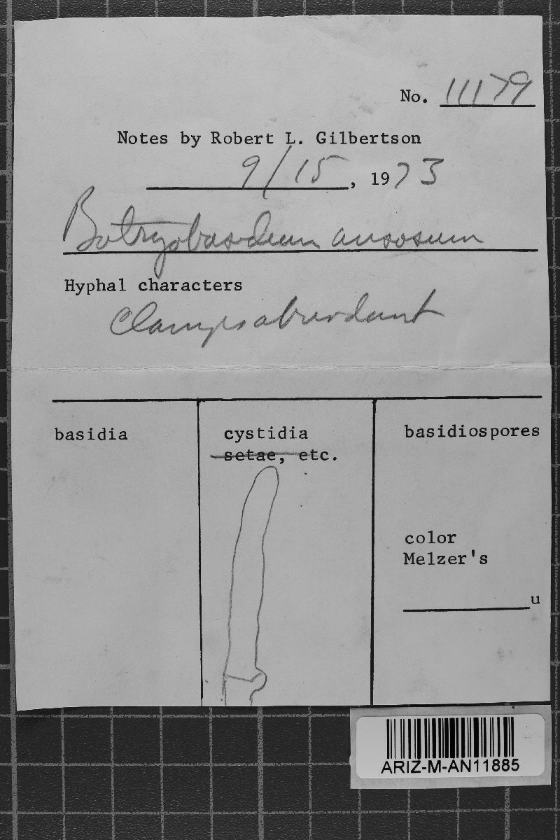 Botryobasidium ansosum image