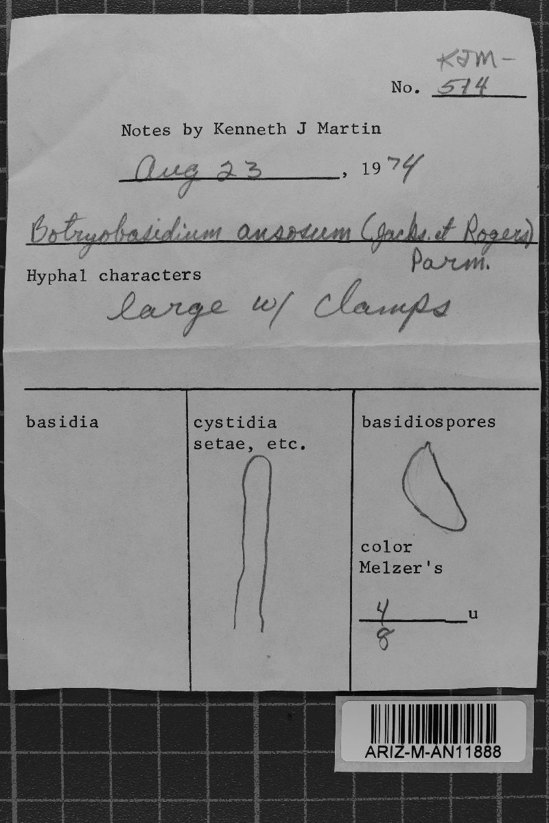 Botryobasidium ansosum image