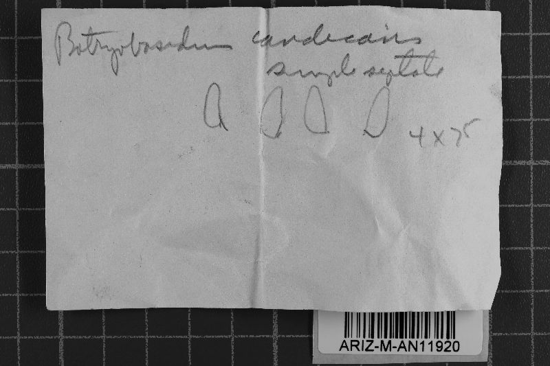 Botryobasidium image