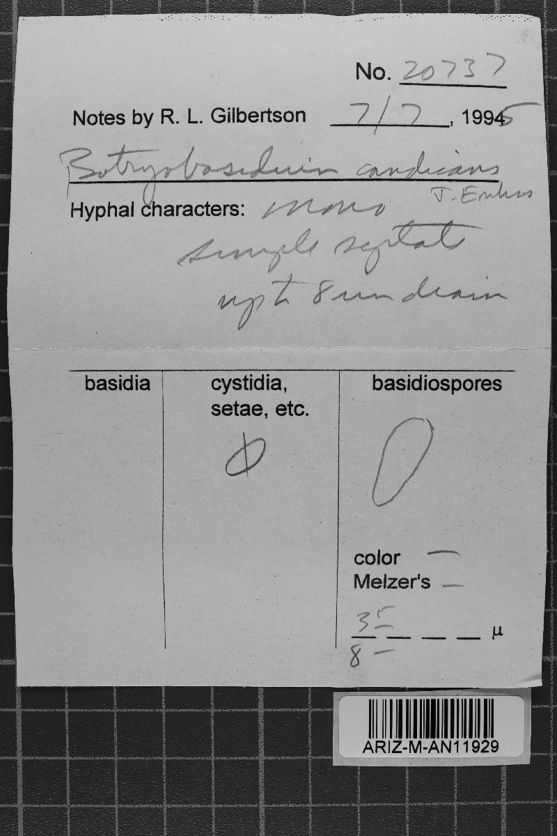 Botryobasidium candicans image