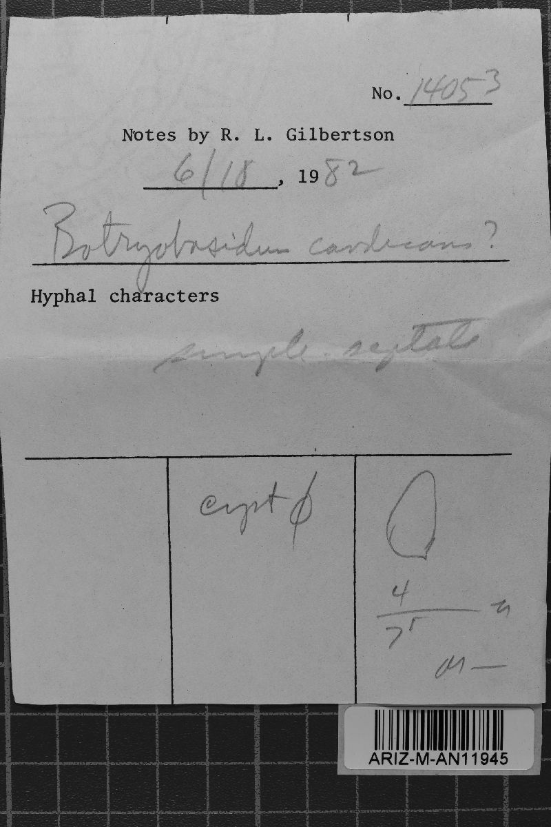 Botryobasidium candicans image