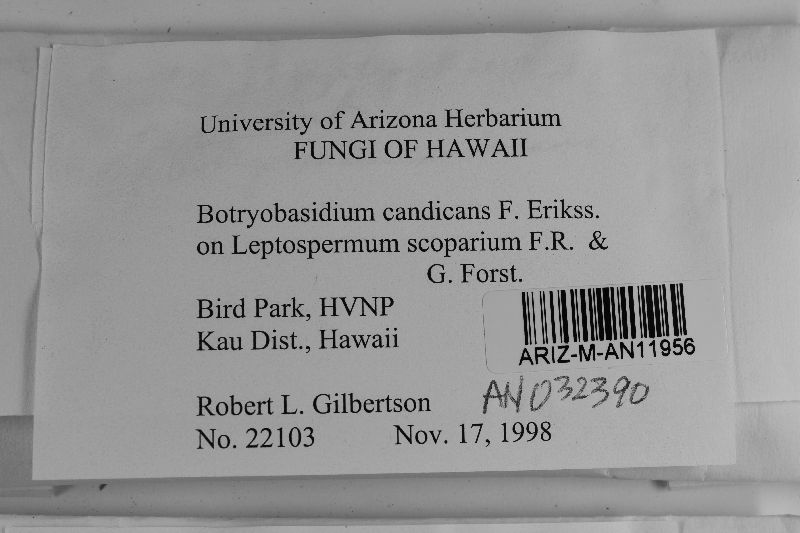 Botryobasidium candicans image