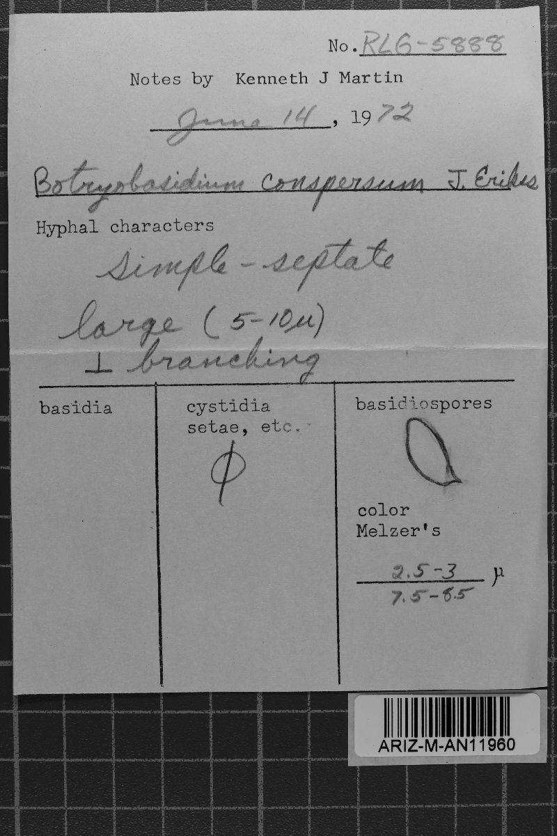 Botryobasidium conspersum image