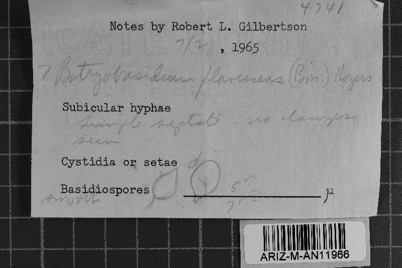 Botryobasidium flavescens image