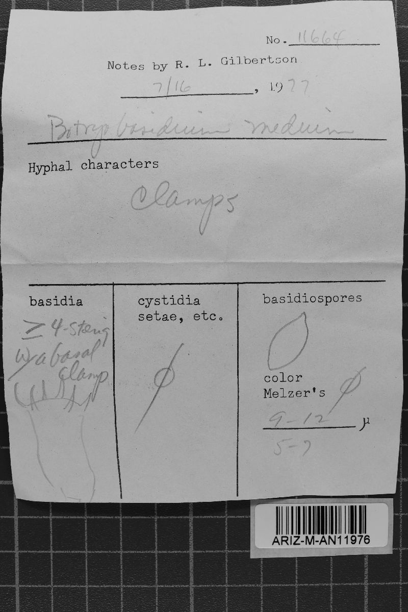 Botryobasidium medium image