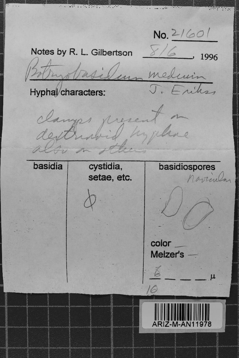 Botryobasidium medium image