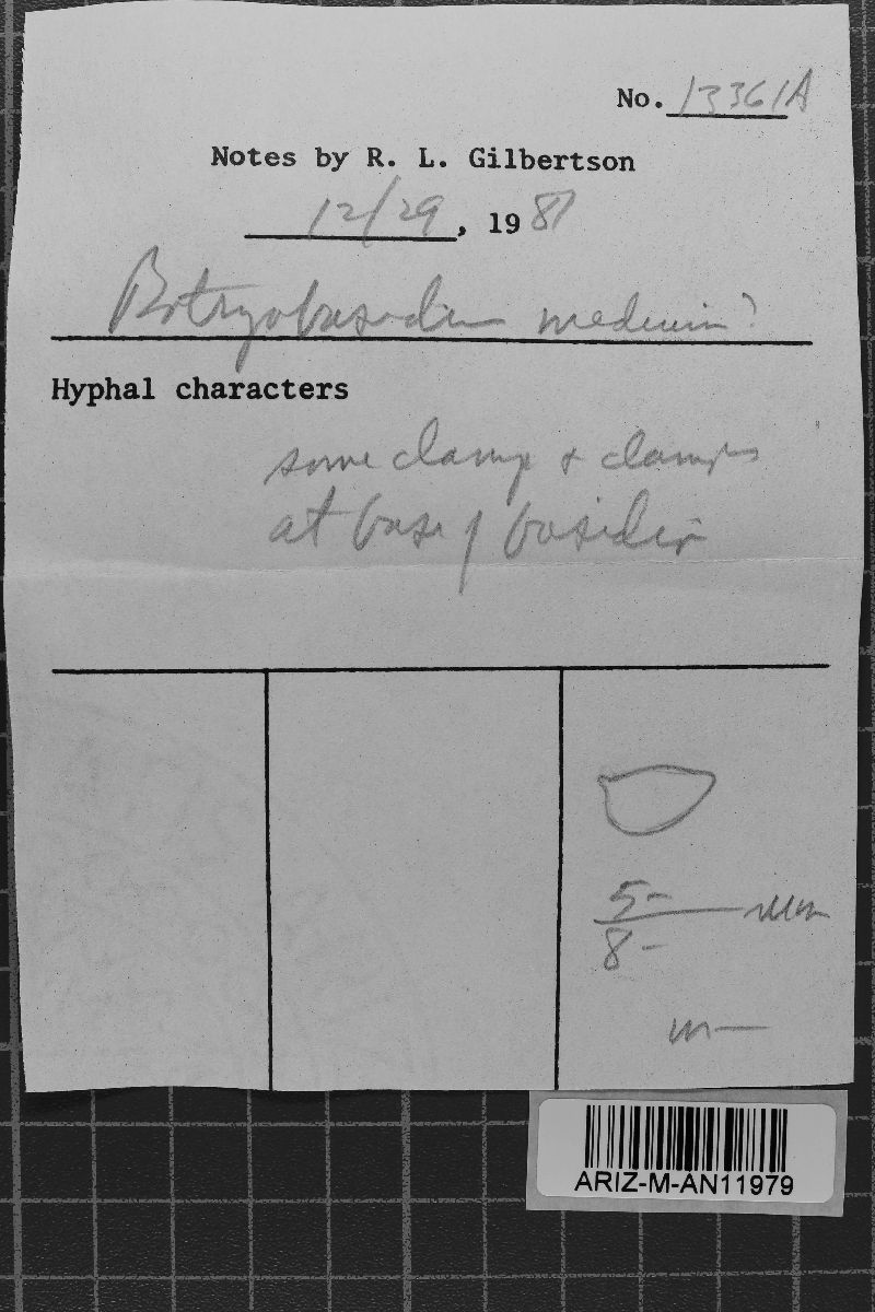 Botryobasidium medium image