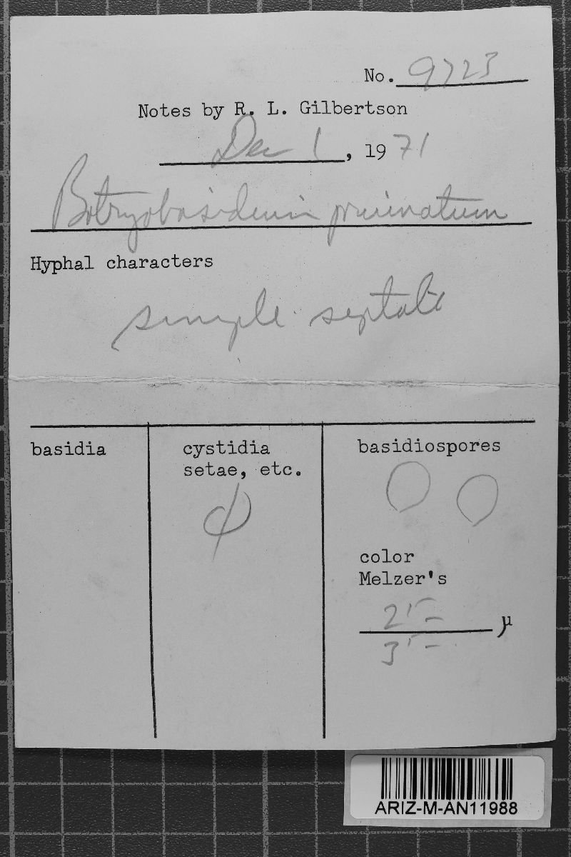 Botryobasidiaceae image
