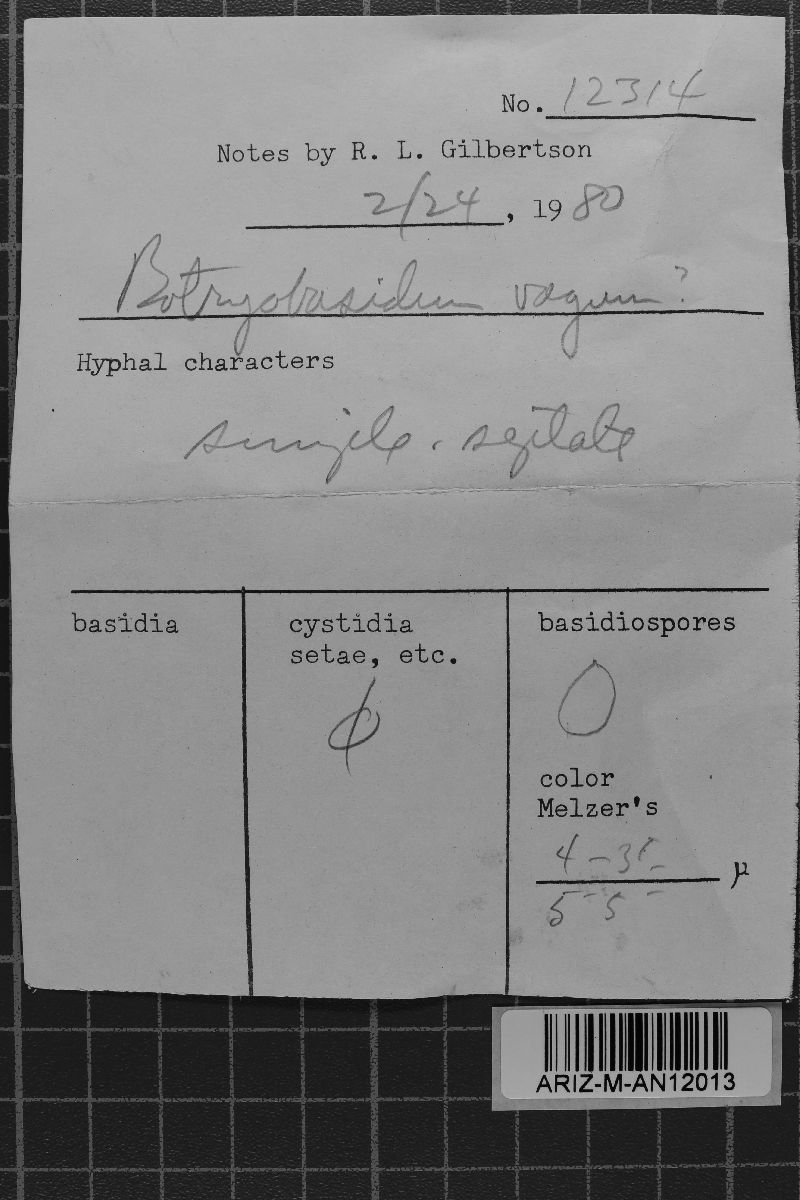 Botryobasidium vagum image
