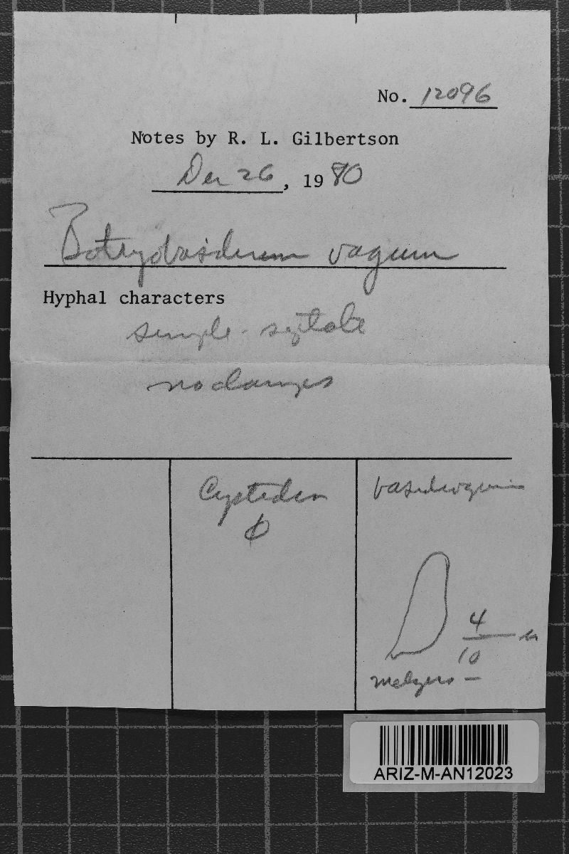 Botryobasidium vagum image