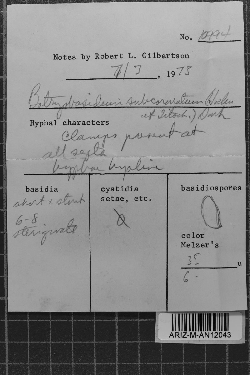 Botryobasidium image