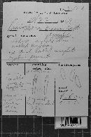 Dacryobolus sudans image