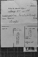 Dacryobolus karstenii image