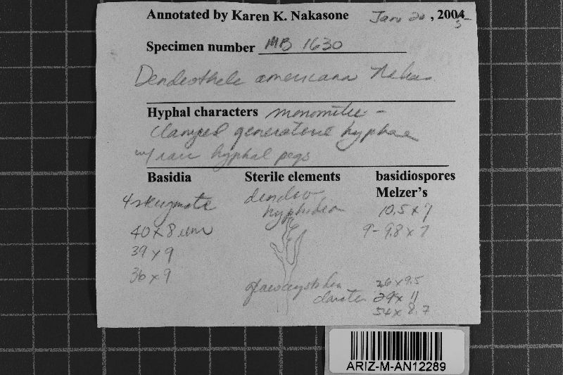 Dendrothele griseocana image