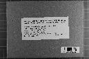Scotomyces subviolaceus image