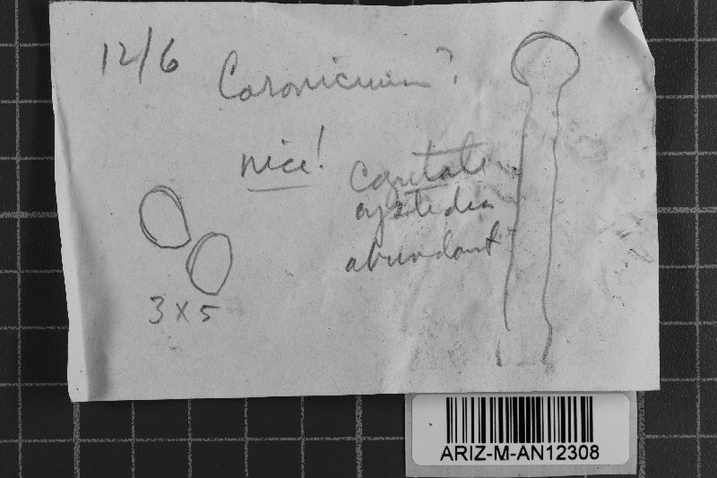 Coronicium image